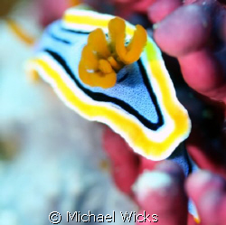 Nudibranch by Michael Wicks 